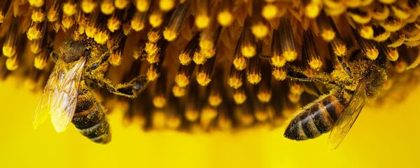 Abejas en un girasol - Sputnik Mundo