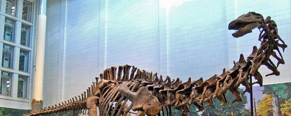 El esqueleto de un dinosaurio saurópodo  - Sputnik Mundo
