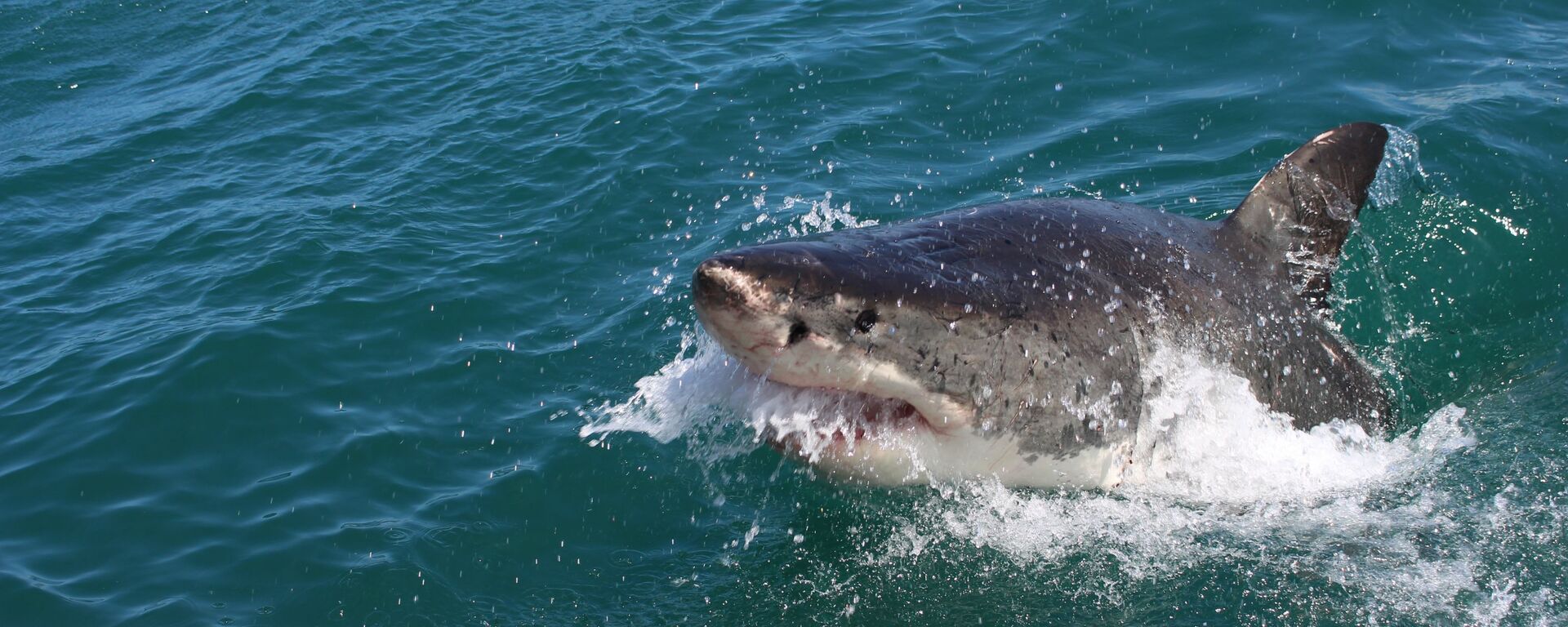 Tiburón (imagen referencial) - Sputnik Mundo, 1920, 05.09.2021