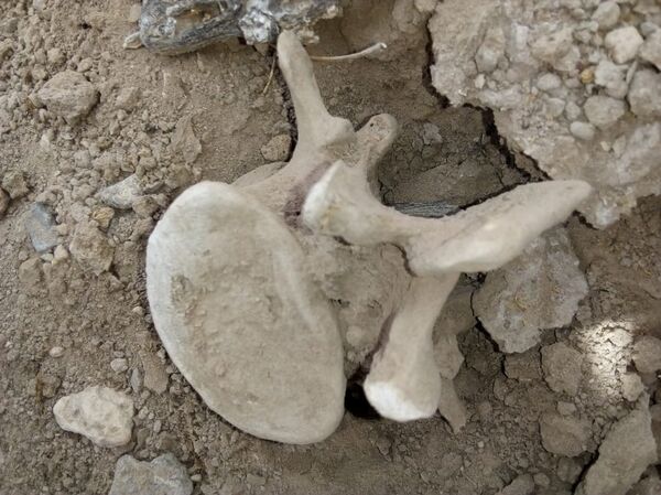 Fotografía cortesía del Grupo Vida, con restos localizados durante las búsquedas del 29 de abril de 2019 en Viesca - Sputnik Mundo