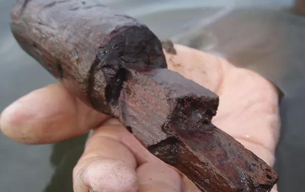 El mango de palisandro encontrado en la salina Ek Way Nal, Belice El mango de palisandro encontrado en la salina Ek Way Nal, Belice - Sputnik Mundo