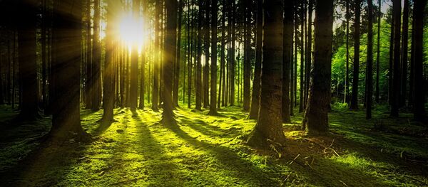 Un bosque - Sputnik Mundo