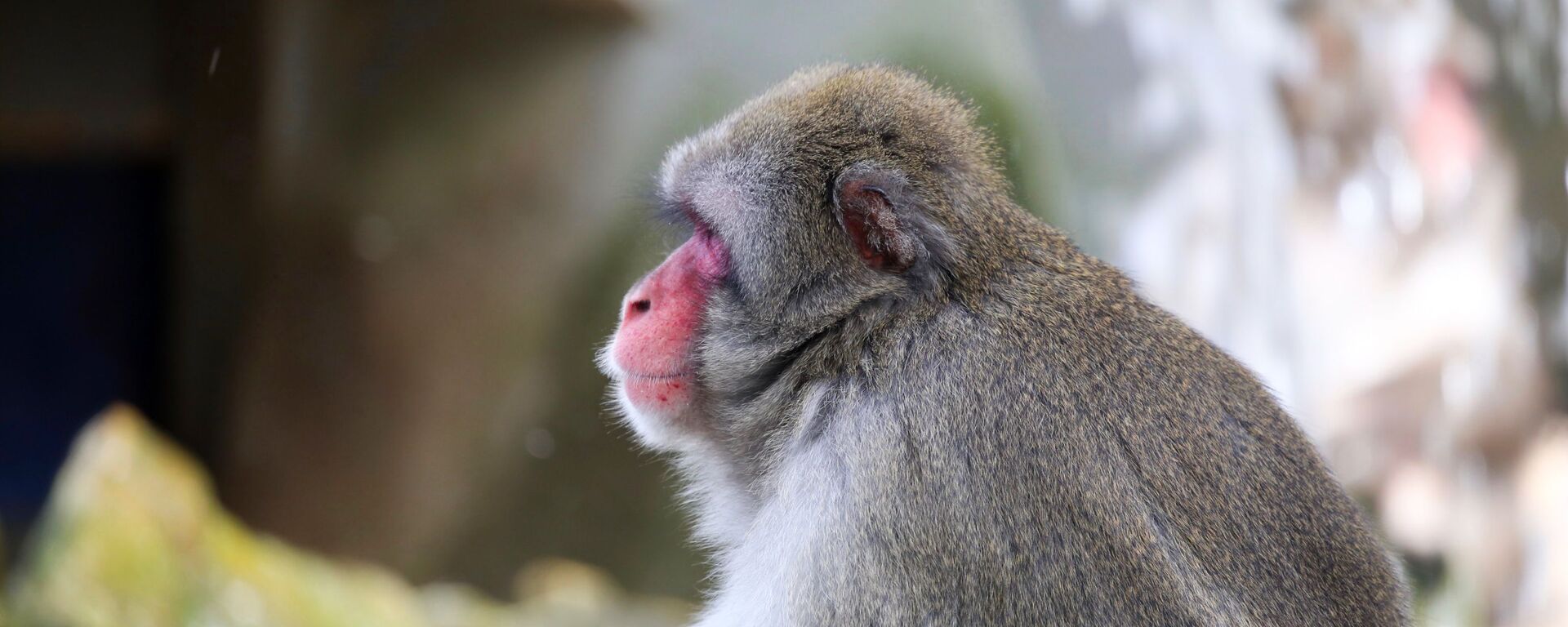 Un mono (imagen referencial) - Sputnik Mundo, 1920, 01.06.2022