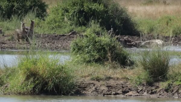 Un cocodrilo ataca a un antílope - Sputnik Mundo