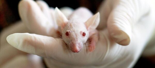 Un ratón de laboratorio - Sputnik Mundo