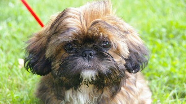 Perro de raza shih tzu - Sputnik Mundo