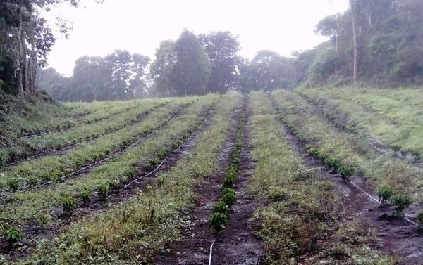 Finca Santísima Trinidad en la localidad de Grecia, Costa Rica - Sputnik Mundo