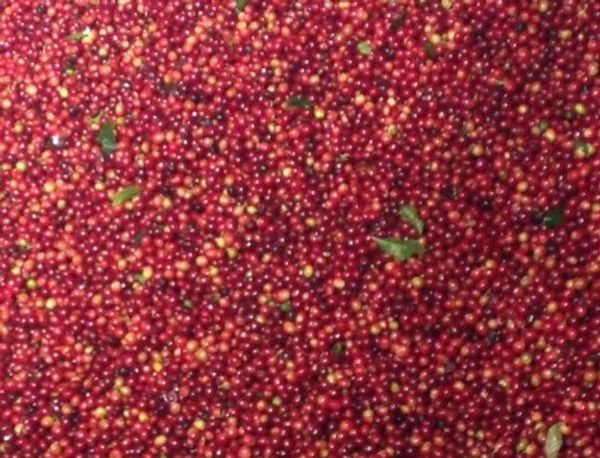 Finca Santísima Trinidad en la localidad de Grecia, Costa Rica - Sputnik Mundo
