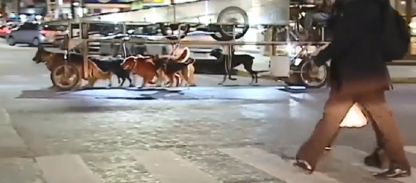 Diversión y comodidad: esta ‘nave correcaninos’ no dejará indiferente a nadie - Sputnik Mundo