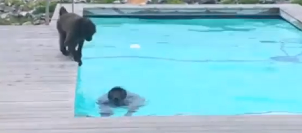 ¡Pool party! Unos babuinos disfrutan del agua fresca en la piscina de un hotel - Sputnik Mundo