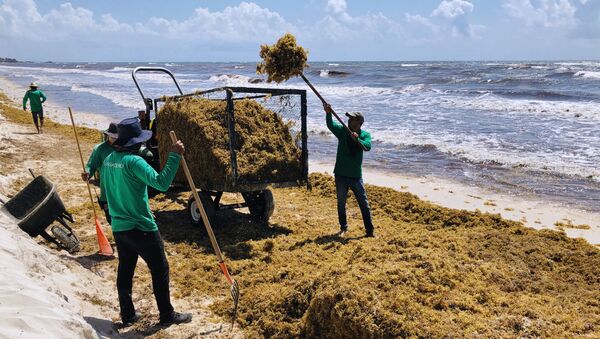 Sargazo en la costa caribeña de México - Sputnik Mundo