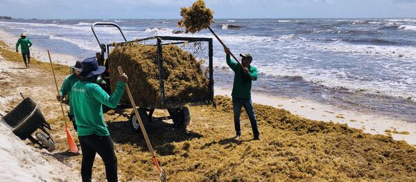 Sargazo en la costa caribeña de México - Sputnik Mundo