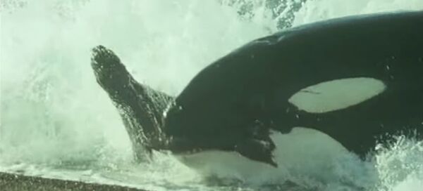 Una ballena asesina caza a un león marino Una ballena asesina caza a un león marino - Sputnik Mundo