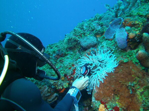 Un buzo en el Parque Marino de Saba Un buzo en el Parque Marino de Saba - Sputnik Mundo