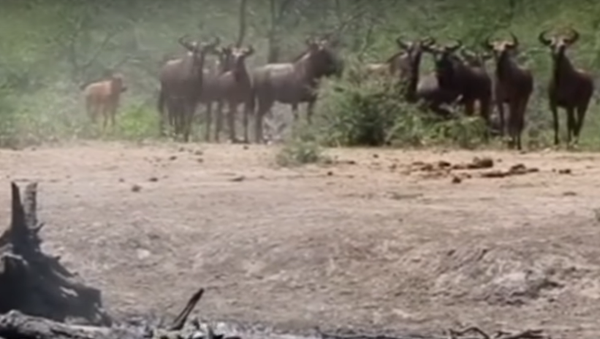 Un leopardo sale de la nada y devora a un antílope - Sputnik Mundo