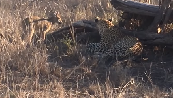Las angustiantes imágenes de un leopardo torturando a un pequeño antílope - Sputnik Mundo