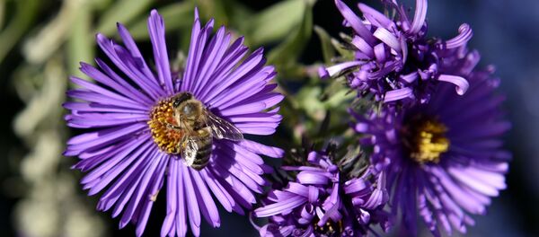 Una abeja en una flor Una abeja en una flor - Sputnik Mundo