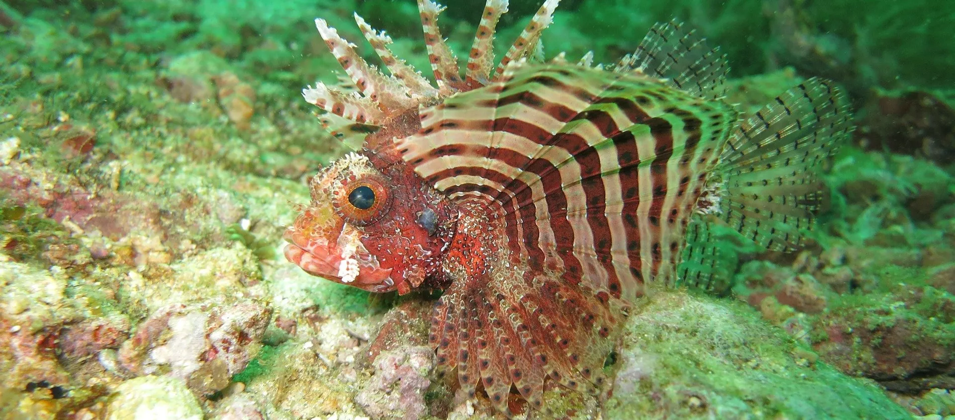 El pez león es una especie invasora que está causando estragos en las aguas del Caribe El pez león es una especie invasora que está causando estragos en las aguas del Caribe - Sputnik Mundo, 1920, 07.11.2019