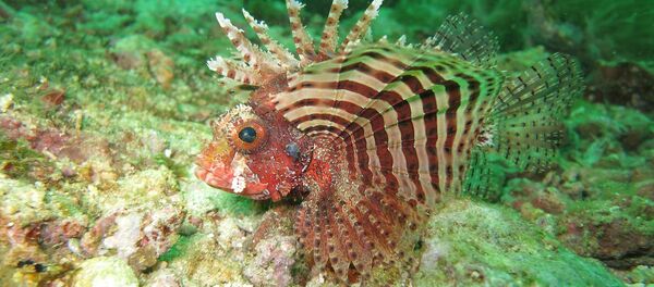 El pez león es una especie invasora que está causando estragos en las aguas del Caribe - Sputnik Mundo