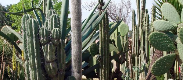 Cactus en México - Sputnik Mundo