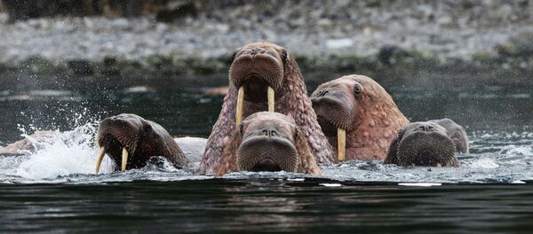 Morsas en Chukotka - Sputnik Mundo