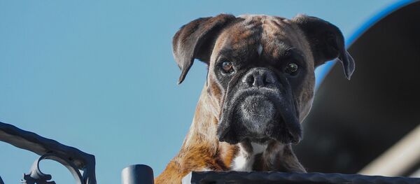 Perro bóxer. - Sputnik Mundo