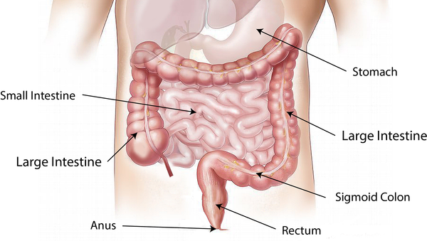 Intestino humano - Sputnik Mundo