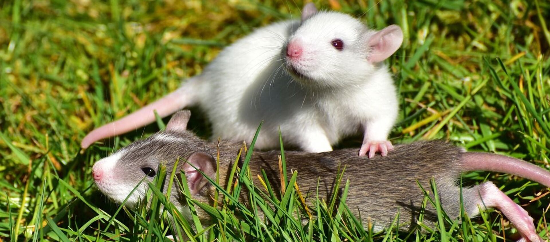 Unas ratas, referencial - Sputnik Mundo, 1920, 06.11.2020