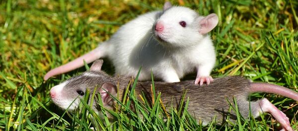 Unas ratas, referencial - Sputnik Mundo