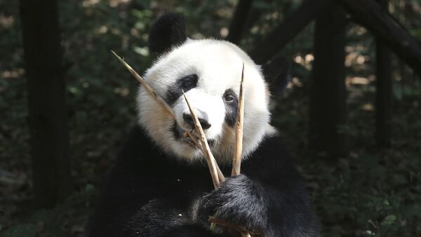 Un oso panda - Sputnik Mundo