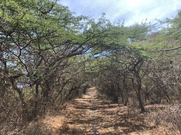 Falcón: el paraíso que siempre soñaste y que Venezuela tiene para ofrecerte aunque tú no lo sepas (fotos) - Sputnik Mundo