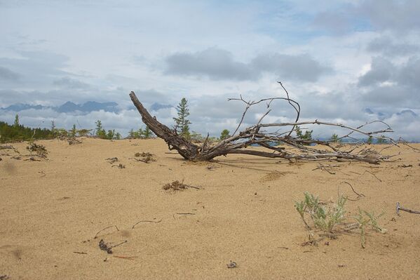 Las arenas de Chara: un desierto en el corazón de Siberia - Sputnik Mundo