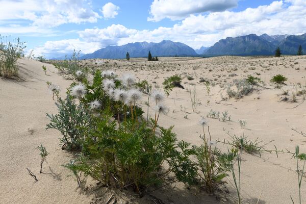 Las arenas de Chara: un desierto en el corazón de Siberia - Sputnik Mundo