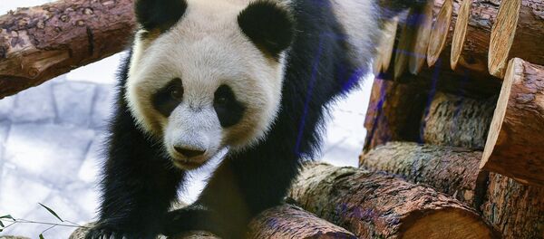La osa panda Ding Ding del zoológico de Moscú - Sputnik Mundo