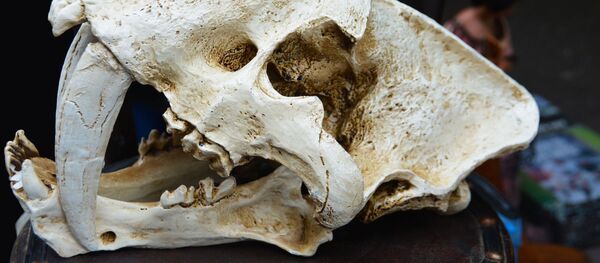 Fósil de un tigre diente de sable (archivo) Fósil de un tigre diente de sable (archivo) - Sputnik Mundo