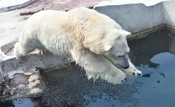 Un oso polar salta a un estanque en el zoológico de Moscú para refrescarse. Un oso polar salta a un estanque en el zoológico de Moscú para refrescarse. - Sputnik Mundo