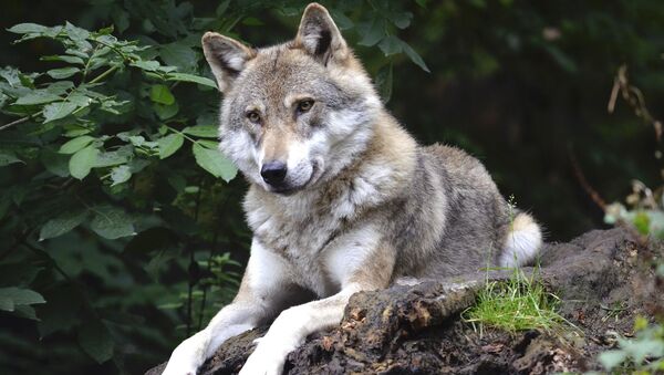 Un lobo, imagen referencial - Sputnik Mundo