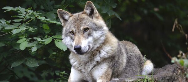 Un lobo, imagen referencial - Sputnik Mundo