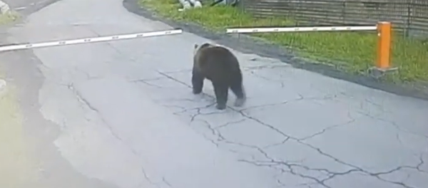 Mientras tanto en Rusia: un oso entra sin permiso en un aeropuerto de Kamchatka Mientras tanto en Rusia: un oso entra sin permiso en un aeropuerto de Kamchatka - Sputnik Mundo