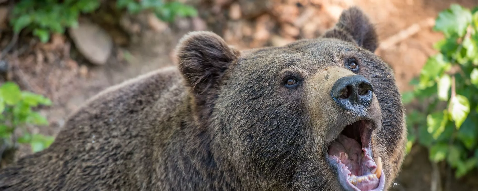 Un oso, imagen referencial Un oso, imagen referencial - Sputnik Mundo, 1920, 14.04.2021