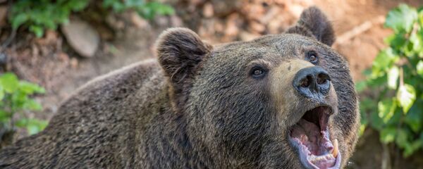 Un oso, imagen referencial - Sputnik Mundo