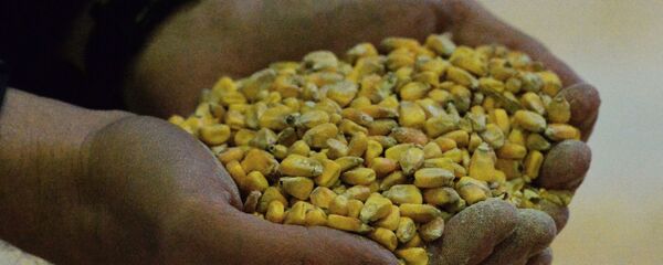 Granos de maíz - Sputnik Mundo