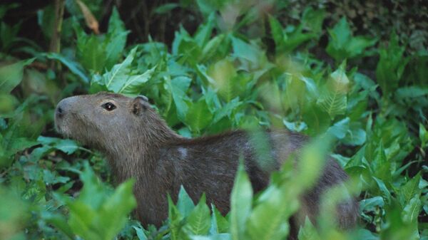 Un capibara - Sputnik Mundo