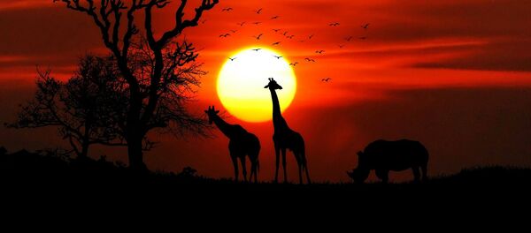 Animales en África Animales en África - Sputnik Mundo