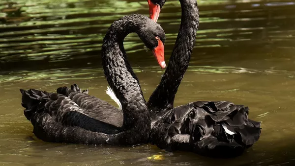 Dos cisnes negros - Sputnik Mundo