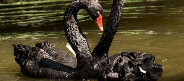 Dos cisnes negros Dos cisnes negros - Sputnik Mundo