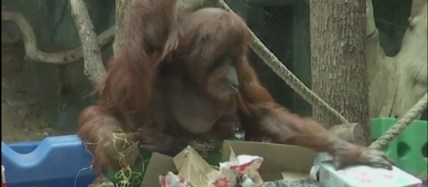 La orangutana Nénette celebra su 50 aniversario - Sputnik Mundo