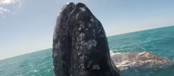 Una ballena gris 'pide caricias' a los tripulantes de una expedición en México  - Sputnik Mundo