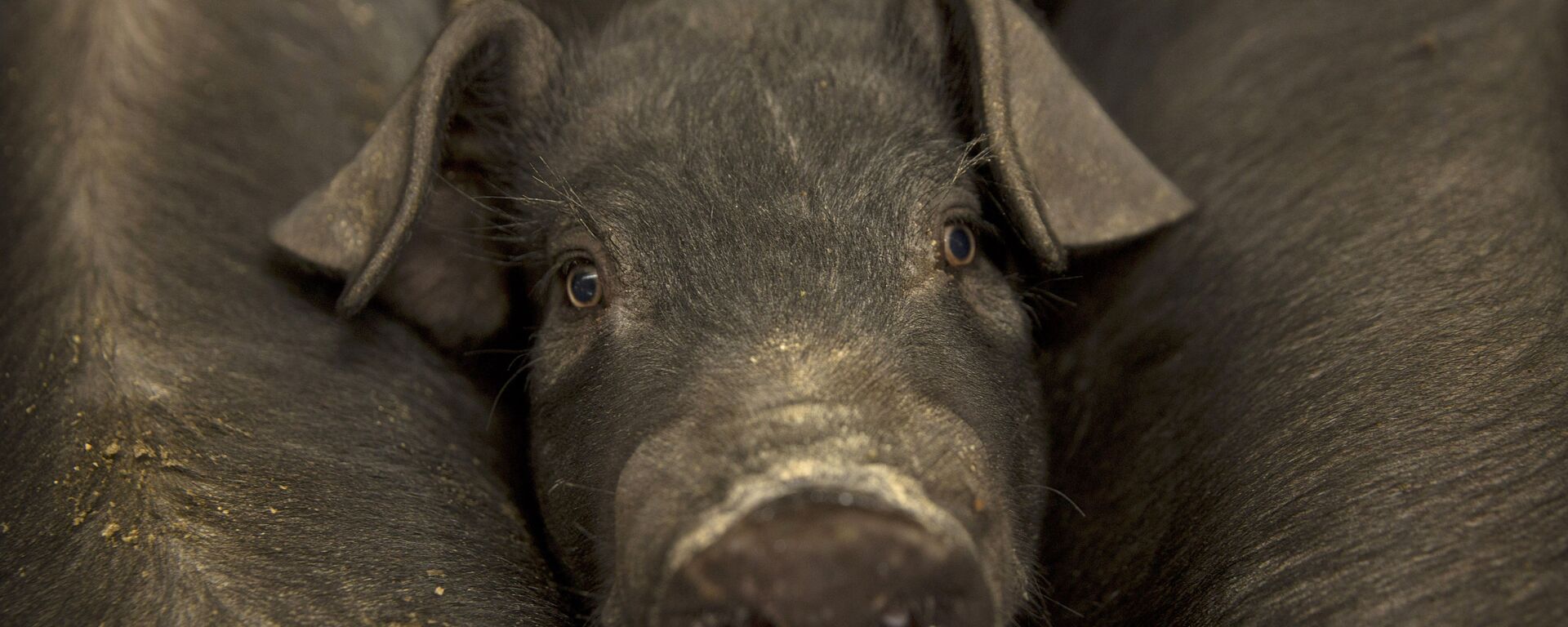 Cerdo pequeño de una granja ubicada en la villa de Jiangjiaqiao, norte de China - Sputnik Mundo, 1920, 16.07.2021