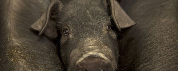 Cerdo pequeño de una granja ubicada en la villa de Jiangjiaqiao, norte de China - Sputnik Mundo